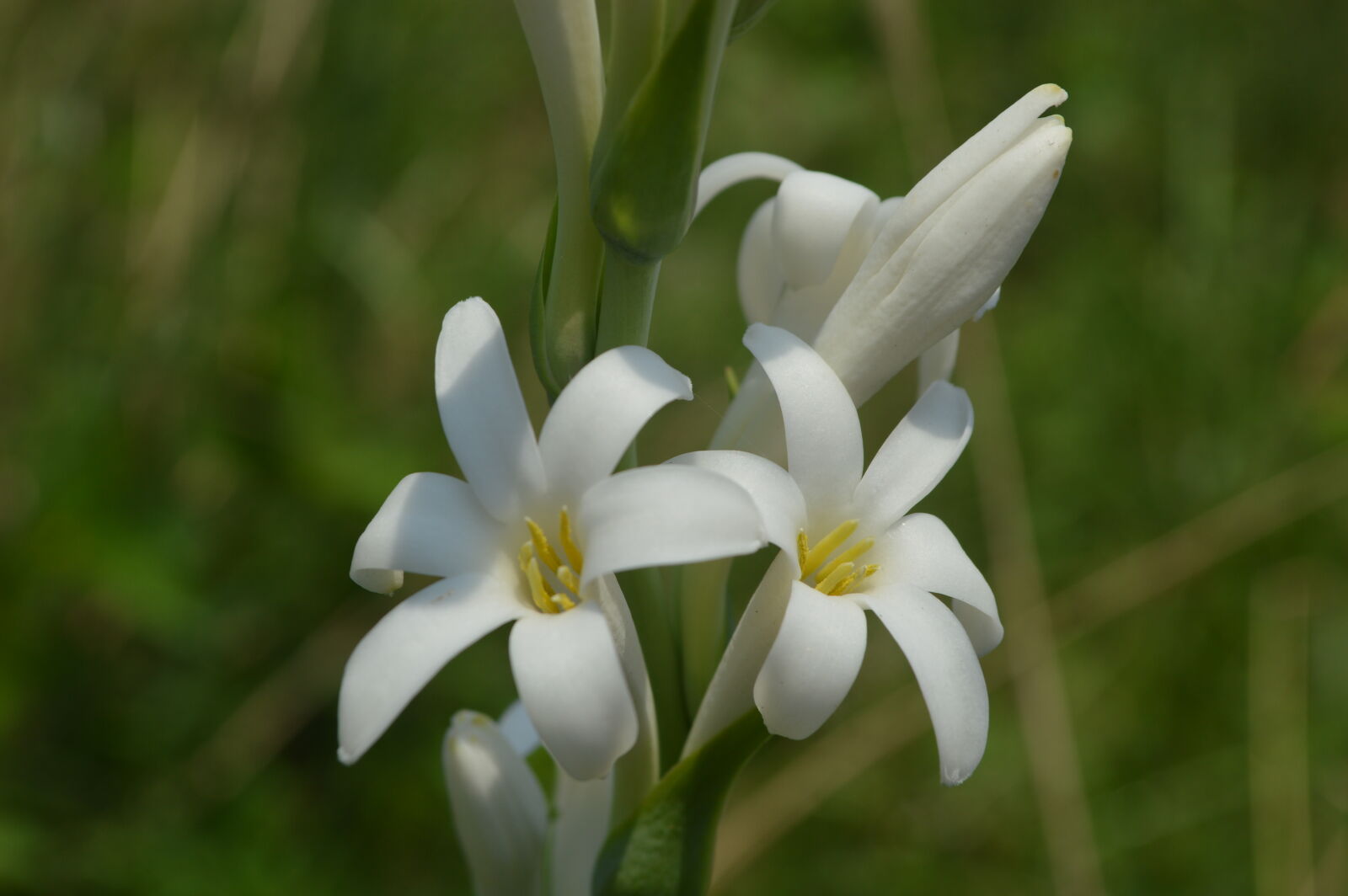 Nikon D3200 sample photo. Beautiful, flowers photography