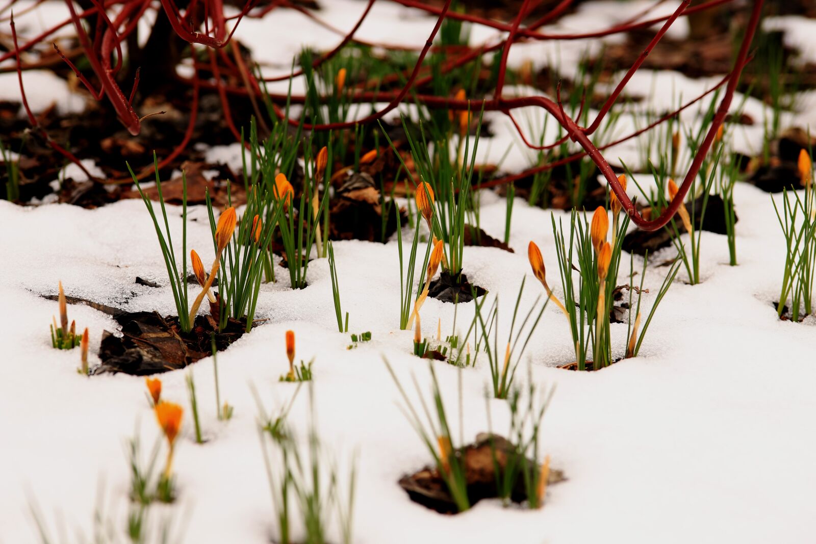 Canon EOS 6D Mark II sample photo. Snowdrops, bloom, spring photography