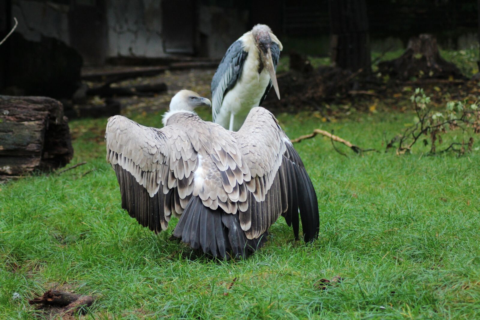 Canon EOS 700D (EOS Rebel T5i / EOS Kiss X7i) sample photo. Zoo, animal, zoo animal photography