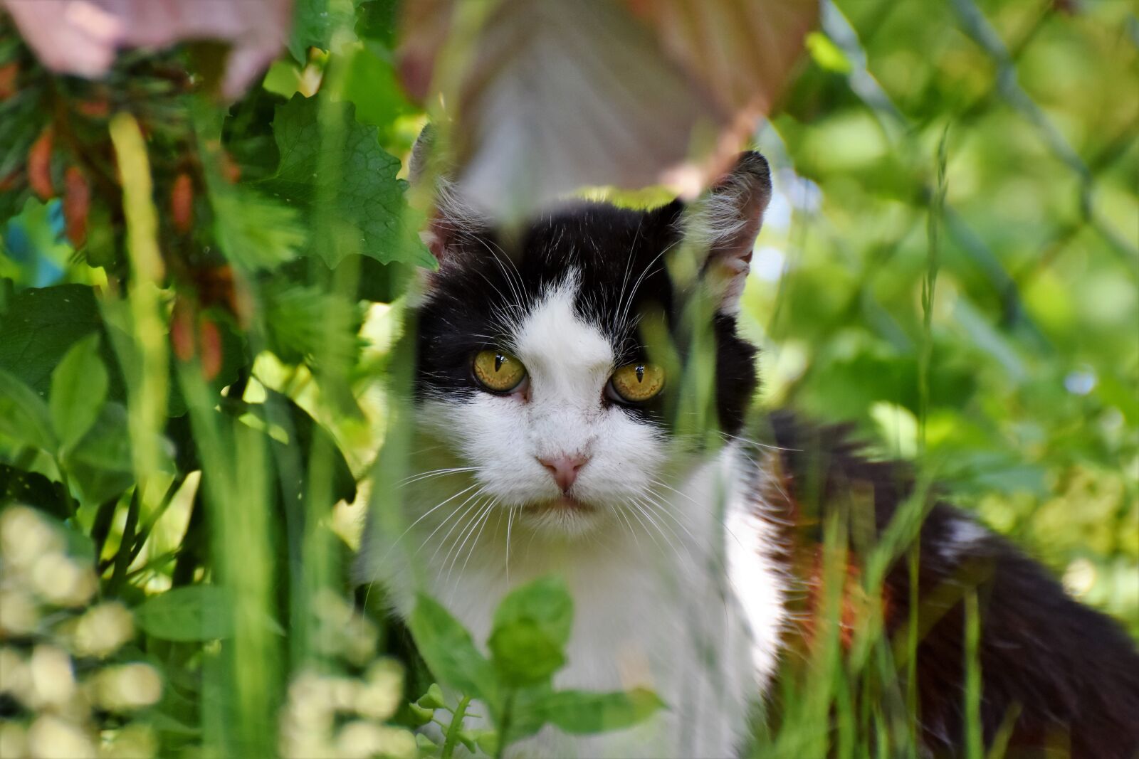 Nikon D7200 sample photo. Cat, domestic cat, mieze photography