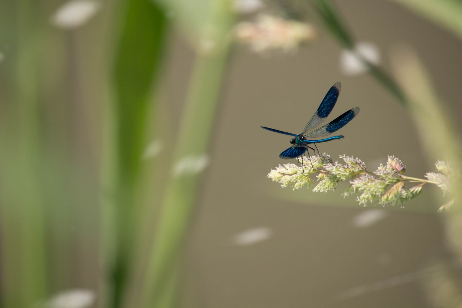 Canon EOS 100D (EOS Rebel SL1 / EOS Kiss X7) sample photo. Dragonfly, grass, blue photography