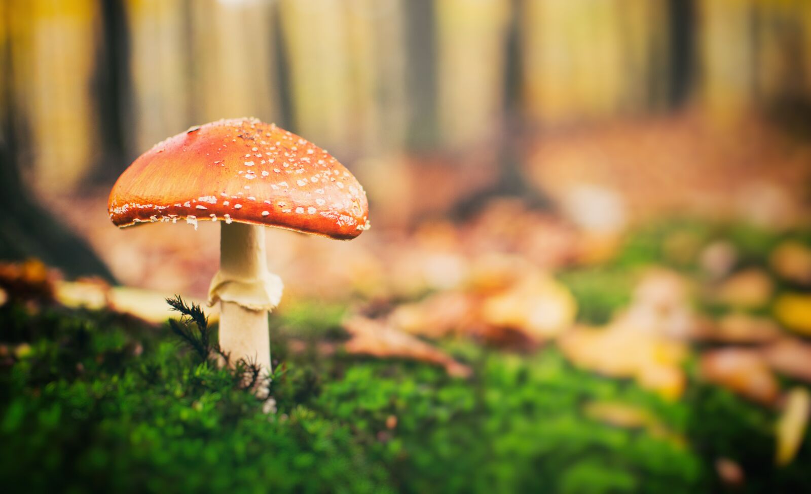 Nikon D7100 sample photo. Toadstool once, forest, trees photography
