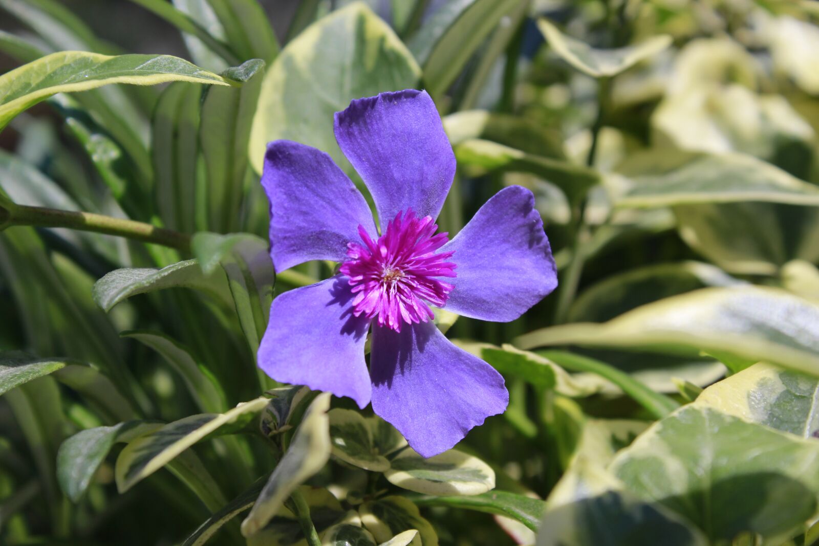 Canon EOS 1200D (EOS Rebel T5 / EOS Kiss X70 / EOS Hi) sample photo. Flower, violet, flowers photography