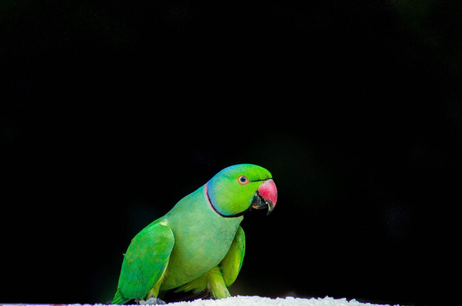 Canon EOS 600D (Rebel EOS T3i / EOS Kiss X5) sample photo. Parrot, bird, feather photography