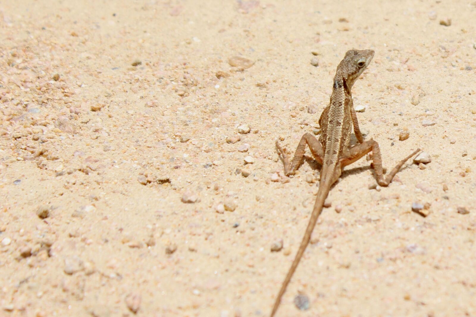 Canon EOS 700D (EOS Rebel T5i / EOS Kiss X7i) sample photo. Close, up, of, grasshopper photography