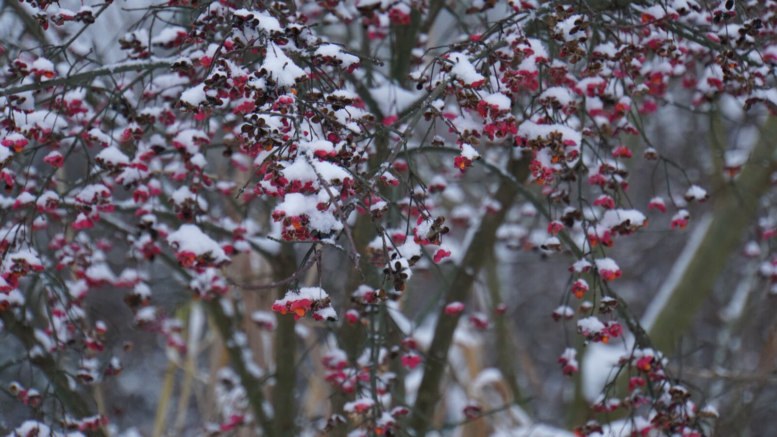 Sony a6000 sample photo. Winter, berries, red photography