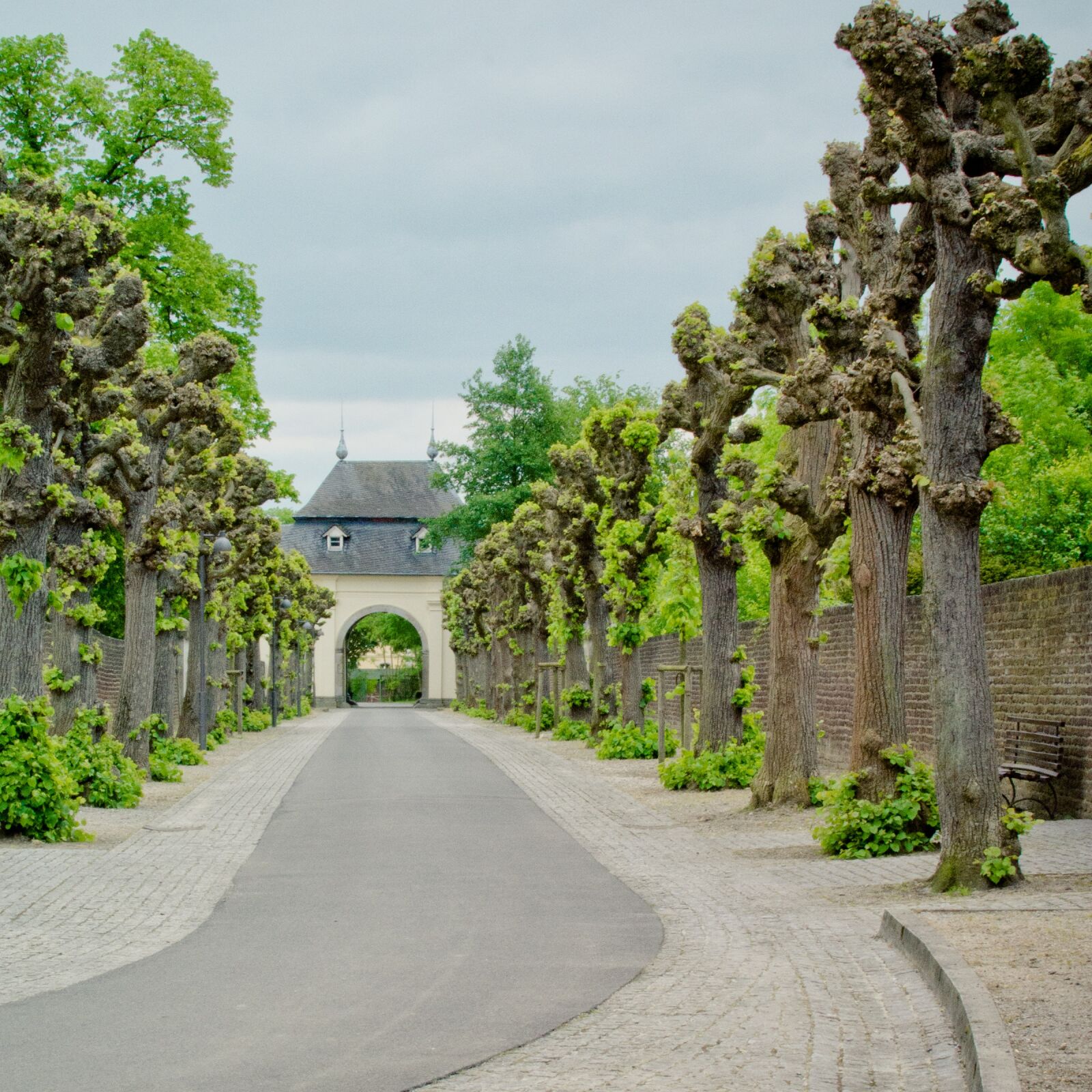 Nikon D7100 sample photo. Avenue, tree lined avenue photography