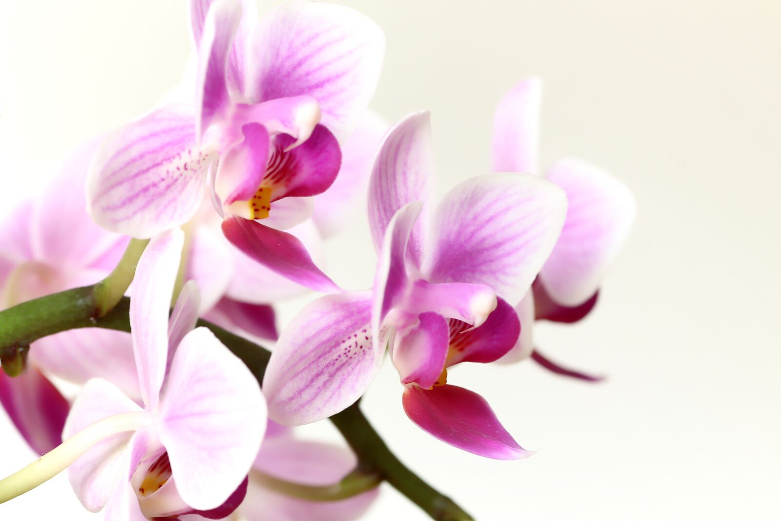 Tamron SP 90mm F2.8 Di VC USD 1:1 Macro sample photo. Orchid, pink, flower photography