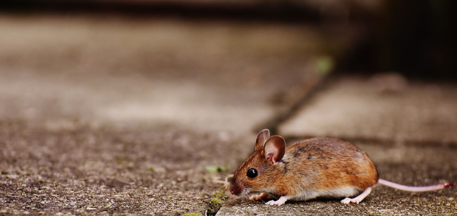 Nikon D7200 sample photo. Mouse, rodent, cute photography