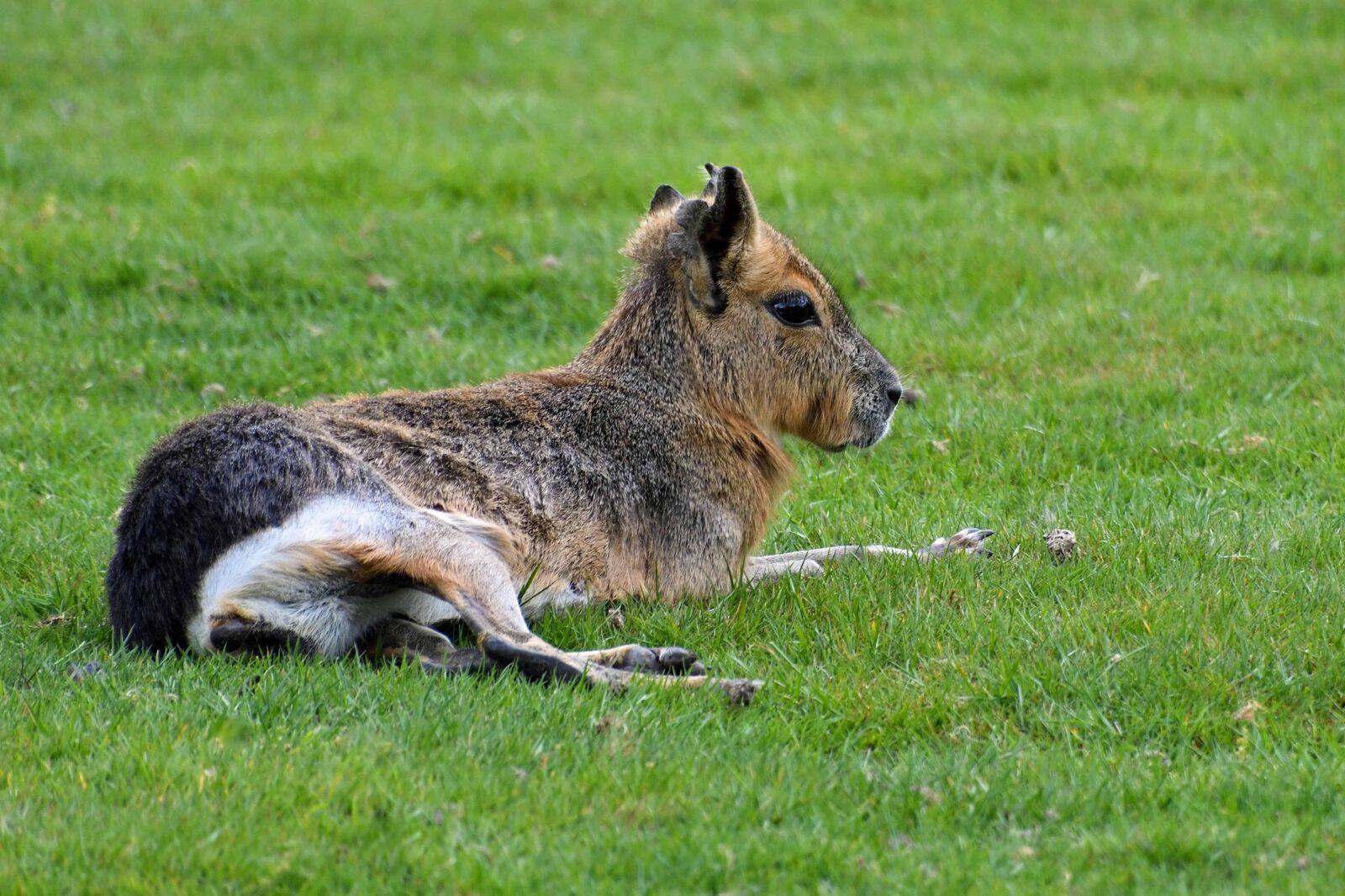 Nikon D500 sample photo. Green grass, animal, outdoor photography