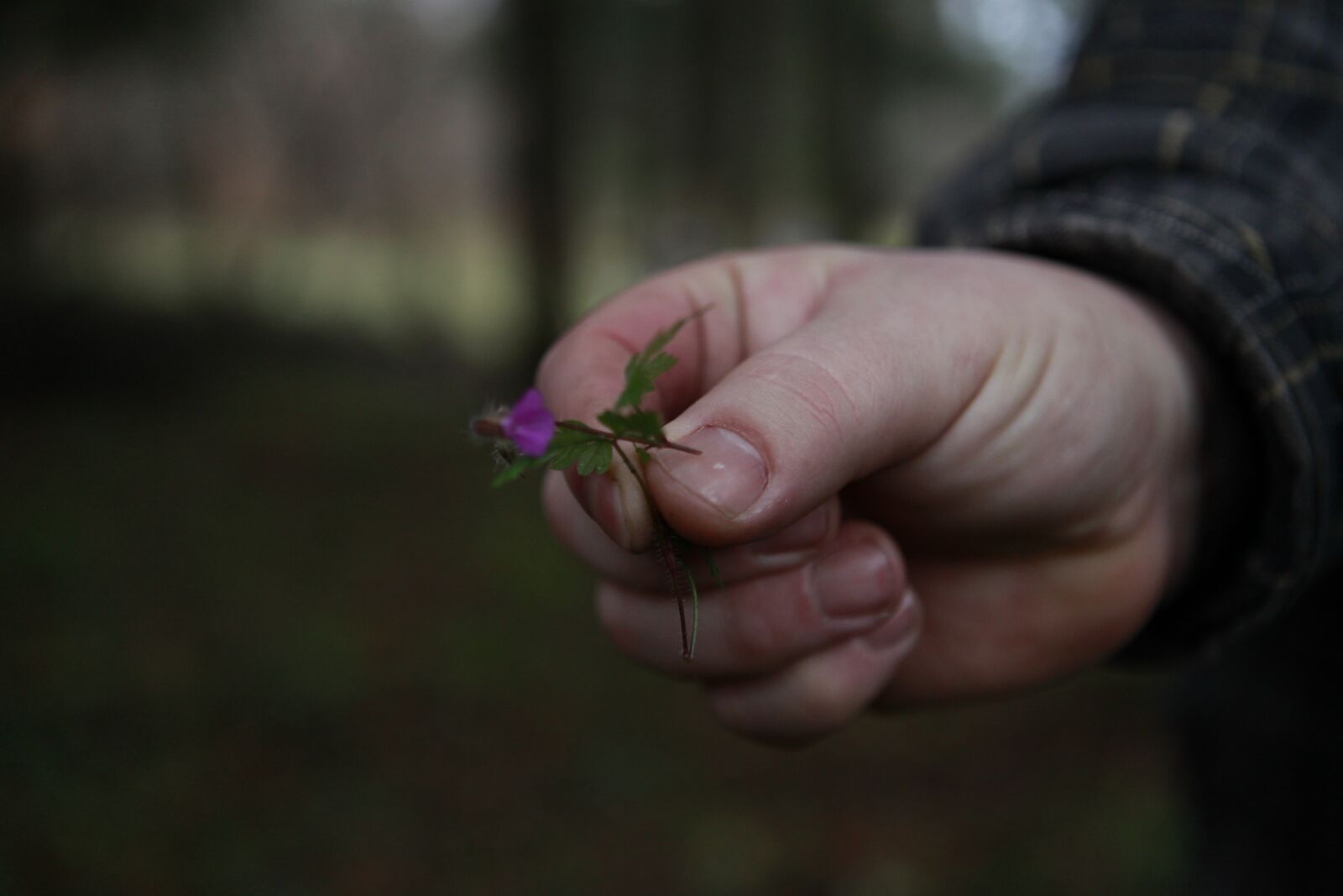 Canon EOS 5D Mark II sample photo. Forest, nature, hand photography