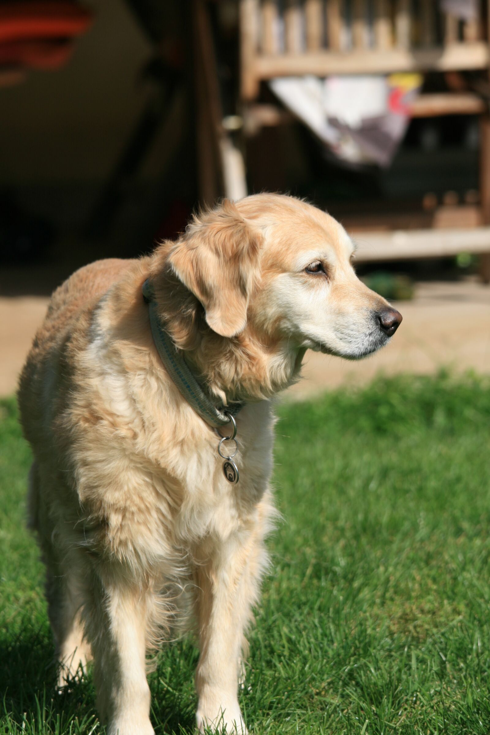 Canon EOS 400D (EOS Digital Rebel XTi / EOS Kiss Digital X) sample photo. Golden retriever, dog, pet photography