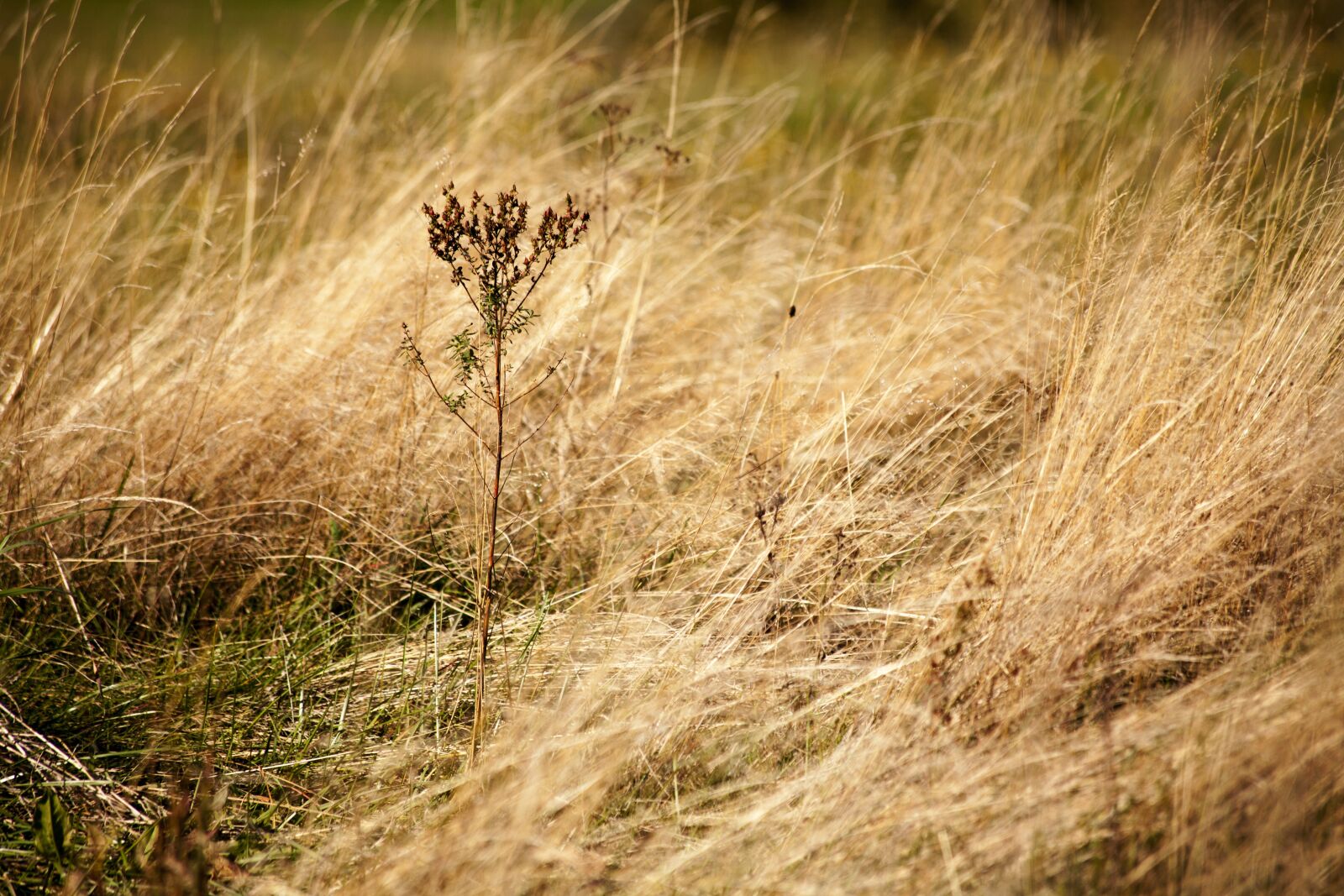 Canon EF 70-300mm F4-5.6 IS USM sample photo. Autumn, dry grass, nature photography