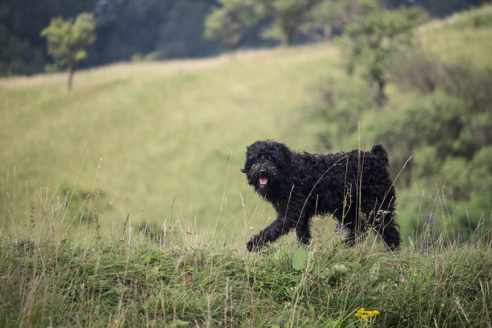 Canon EOS 100D (EOS Rebel SL1 / EOS Kiss X7) sample photo. Shepherd dog, shepherd, dog photography