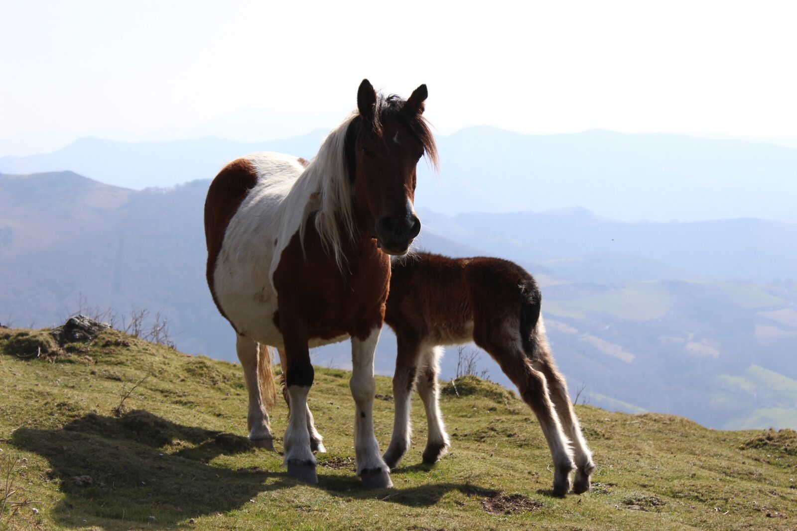 Canon EOS 100D (EOS Rebel SL1 / EOS Kiss X7) sample photo. Horse, nature, equine photography