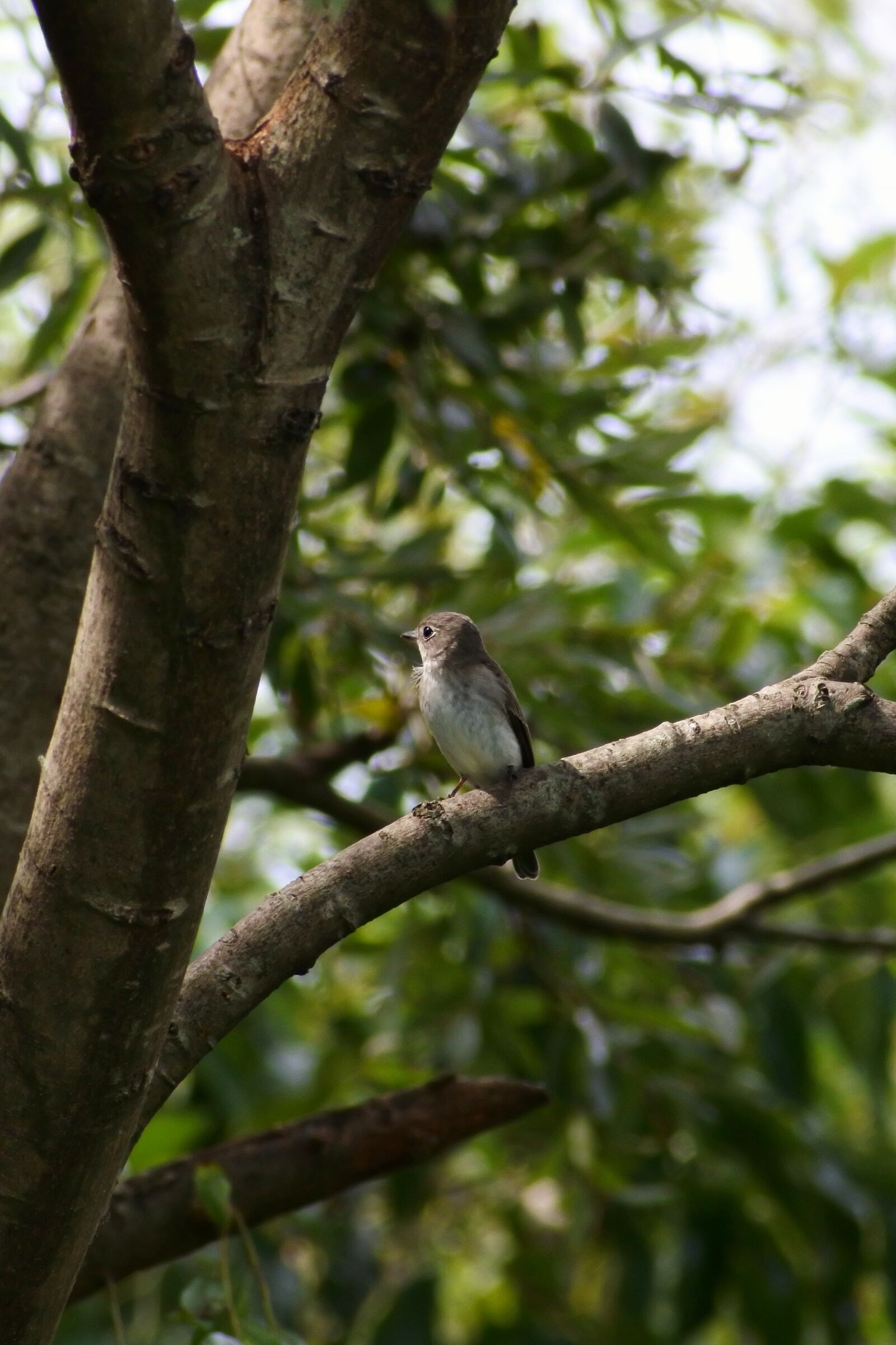 VR 70-300mm f/4.5-6.3G sample photo. Animal, forest, wood photography