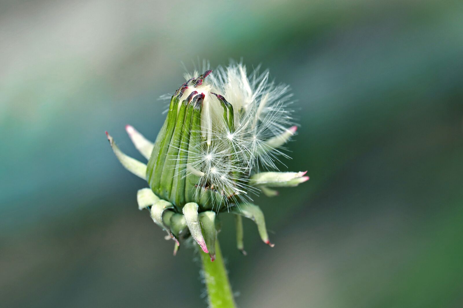 Canon EOS 80D sample photo. Hatching dandelion flower, bloom photography