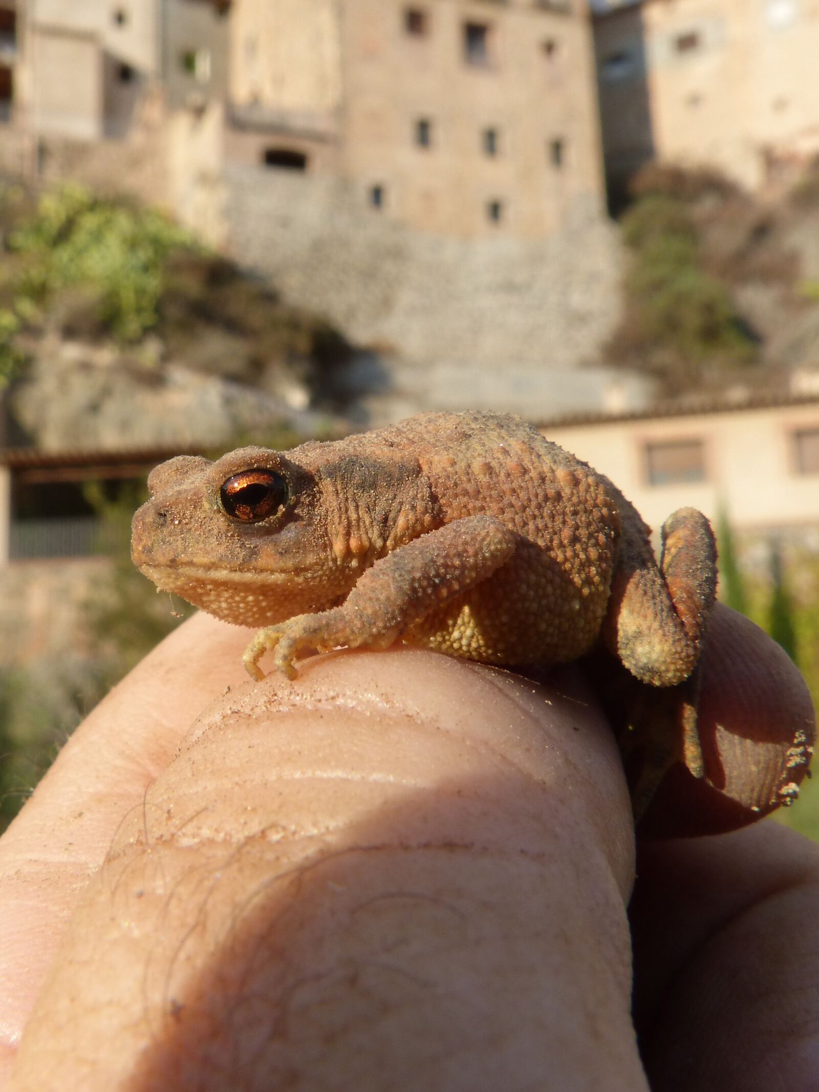 Panasonic DMC-FZ62 sample photo. Toad, sapito, batrachian photography