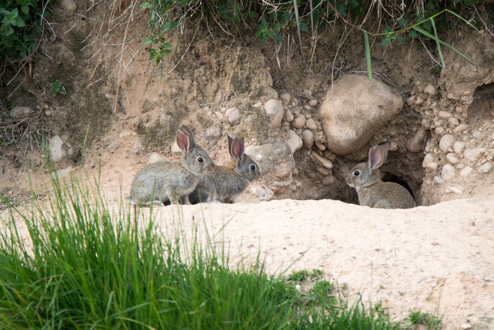 Nikon D5300 sample photo. Nature, lawn, animalia photography