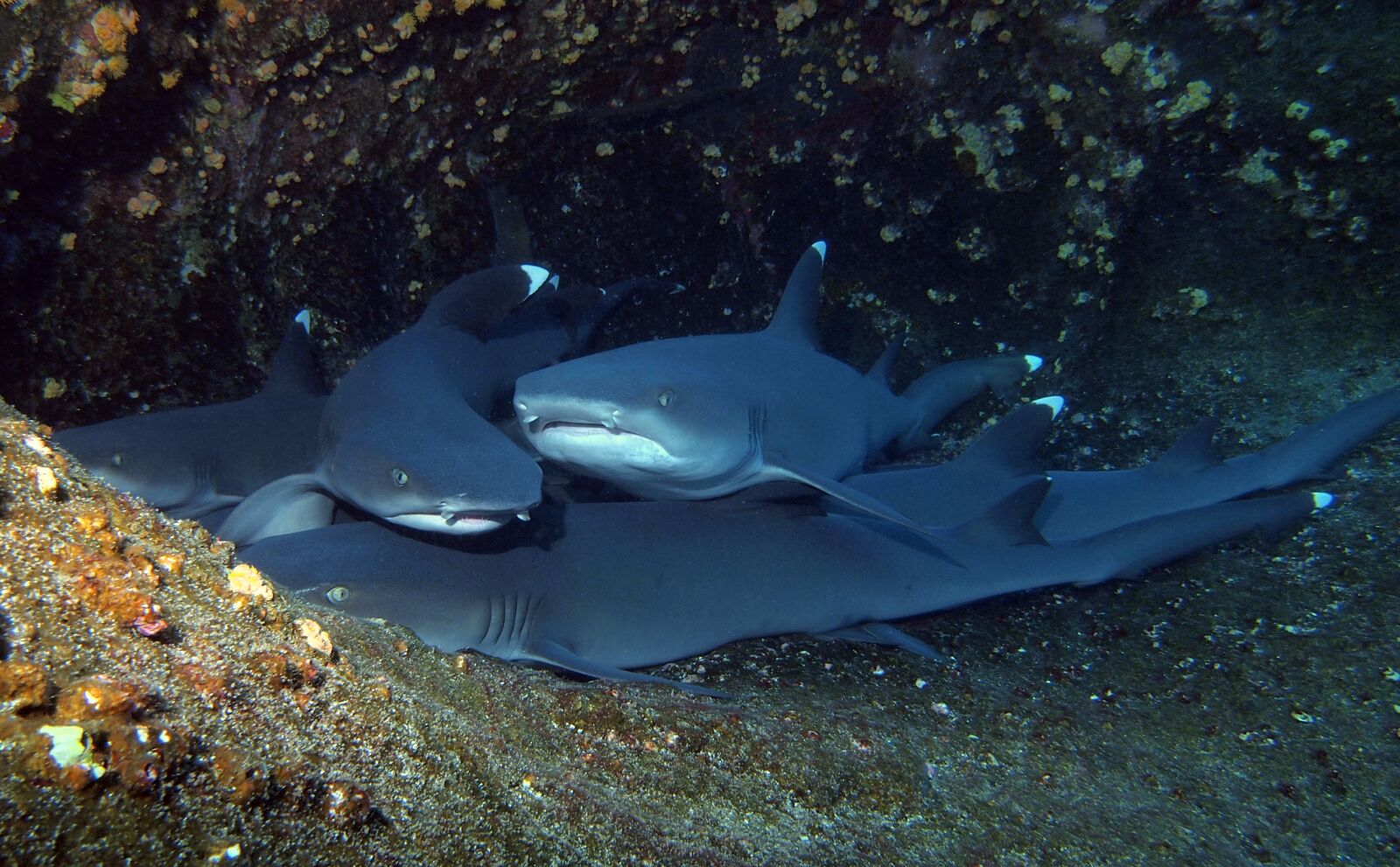 Olympus PEN E-PL2 sample photo. Shark, white tipped, underwater photography