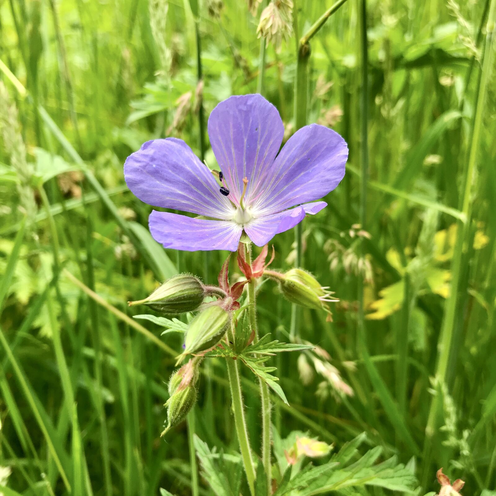 iPhone 7 back camera 3.99mm f/1.8 sample photo. Meadow cranesbill, geranium, blossom photography
