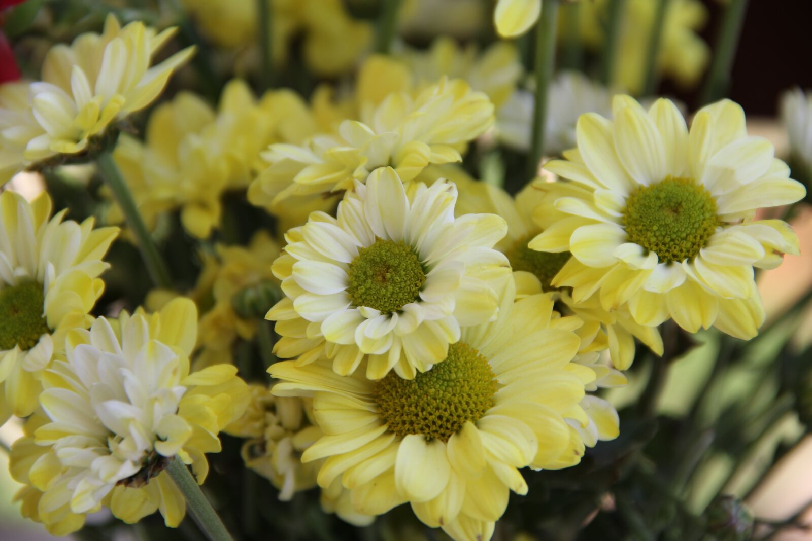 Canon EOS 60D sample photo. Chrysanthemum, flower, yellow photography