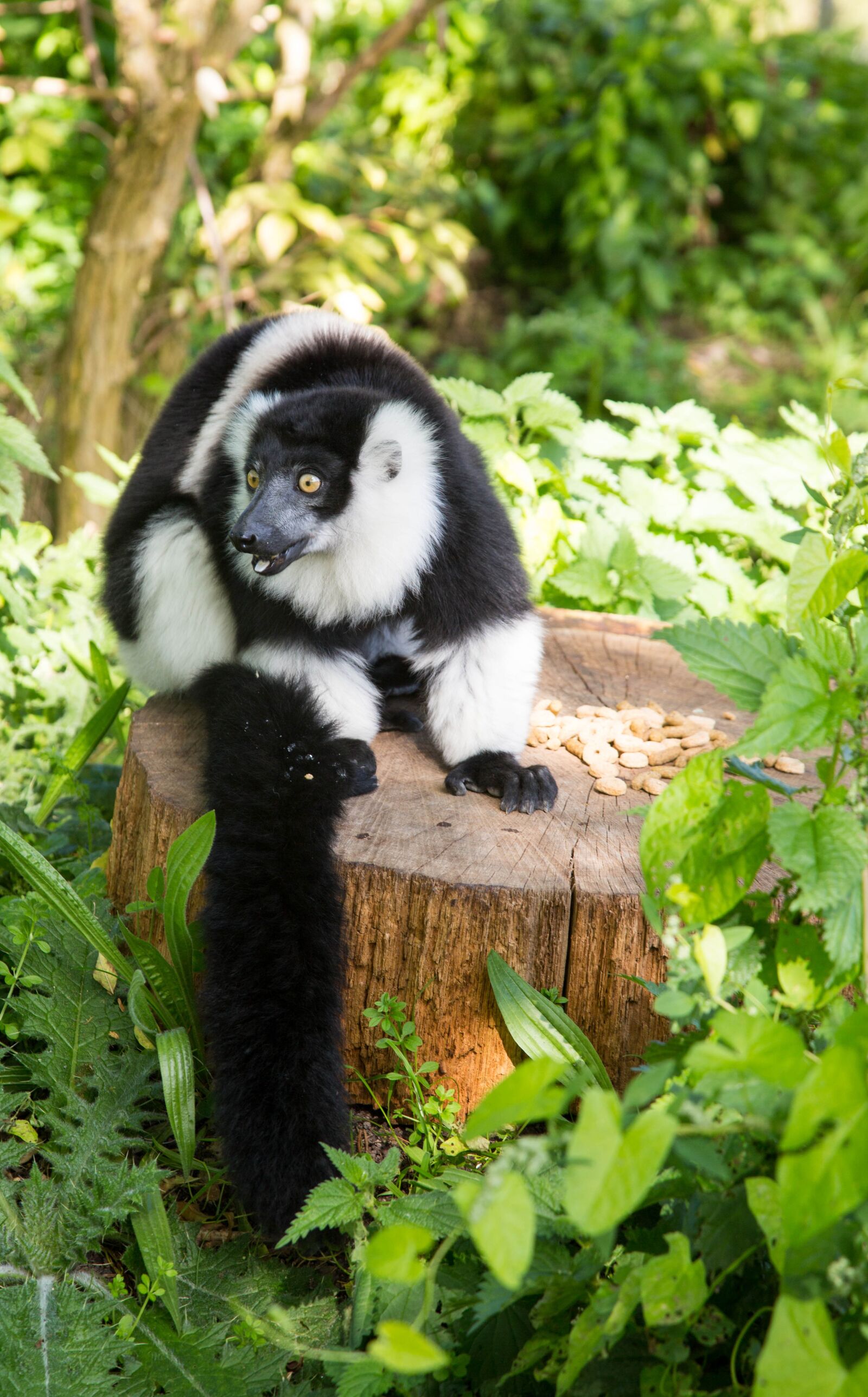 Canon EF 24-105mm F4L IS USM sample photo. Lemur, single, zoo photography