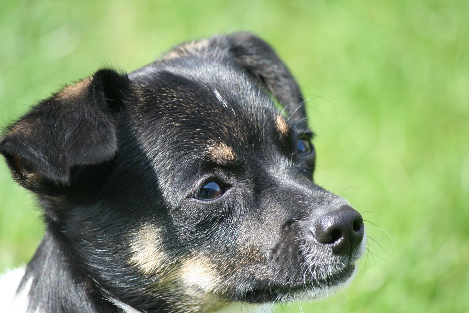Canon EOS 350D (EOS Digital Rebel XT / EOS Kiss Digital N) sample photo. Close up, dog, puppy photography