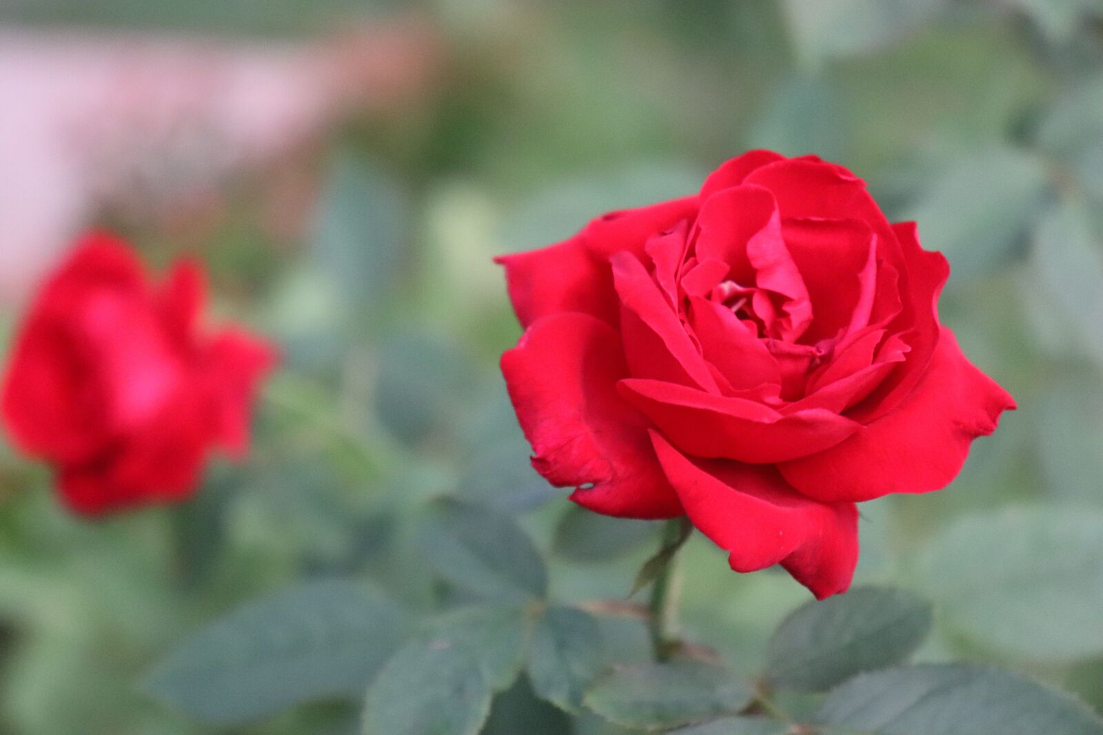 Canon EOS 800D (EOS Rebel T7i / EOS Kiss X9i) sample photo. Rose, garden, blossom photography