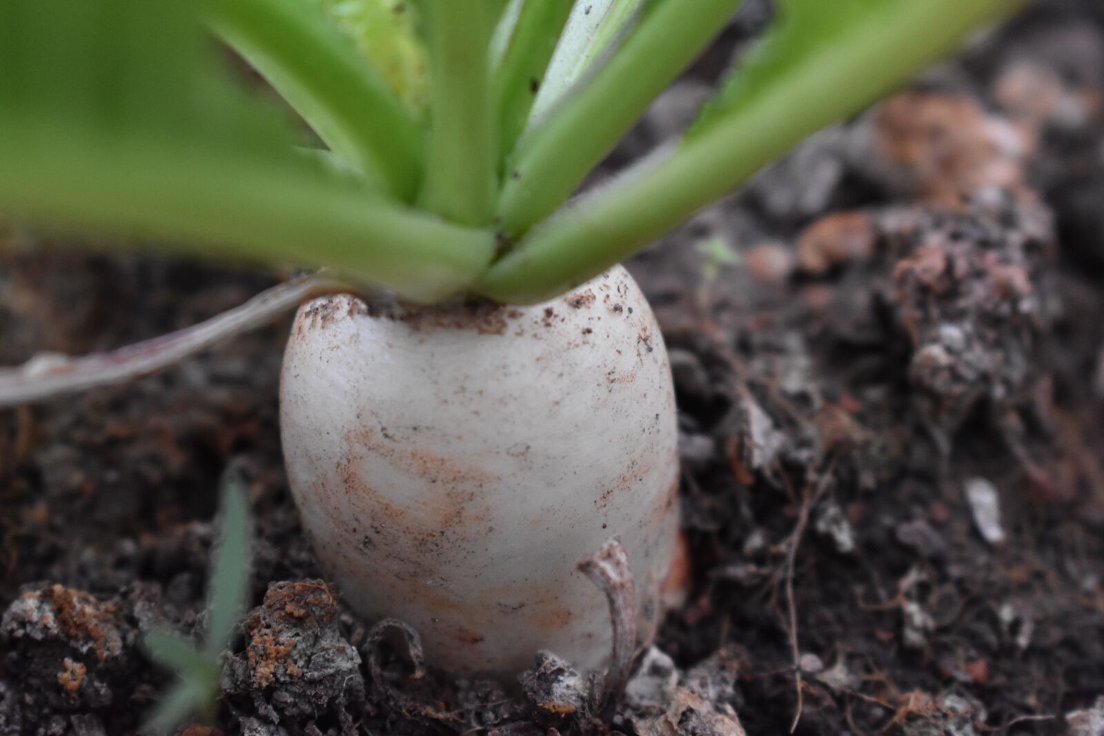 Nikon D3400 sample photo. Raddish, vegetable, soil photography