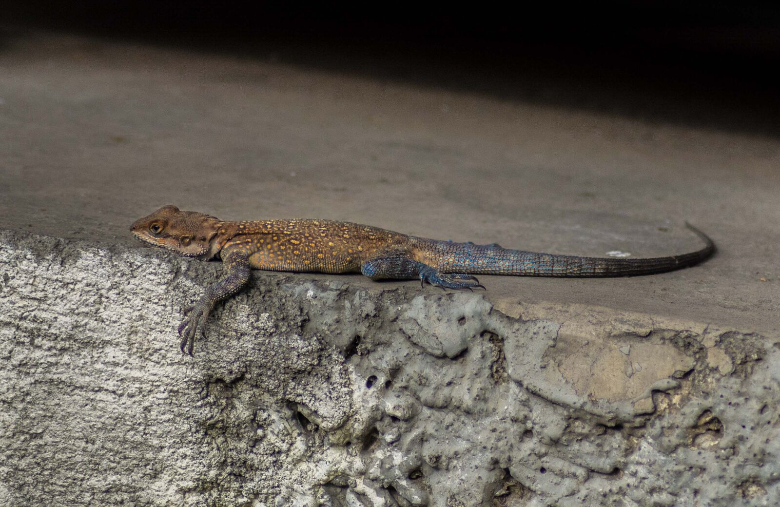 Nikon D5200 sample photo. Lizard, reptile, animal photography