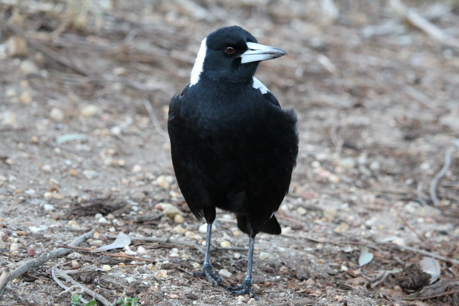 Canon EF-S 55-250mm F4-5.6 IS STM sample photo. Magpie, bird, standing photography