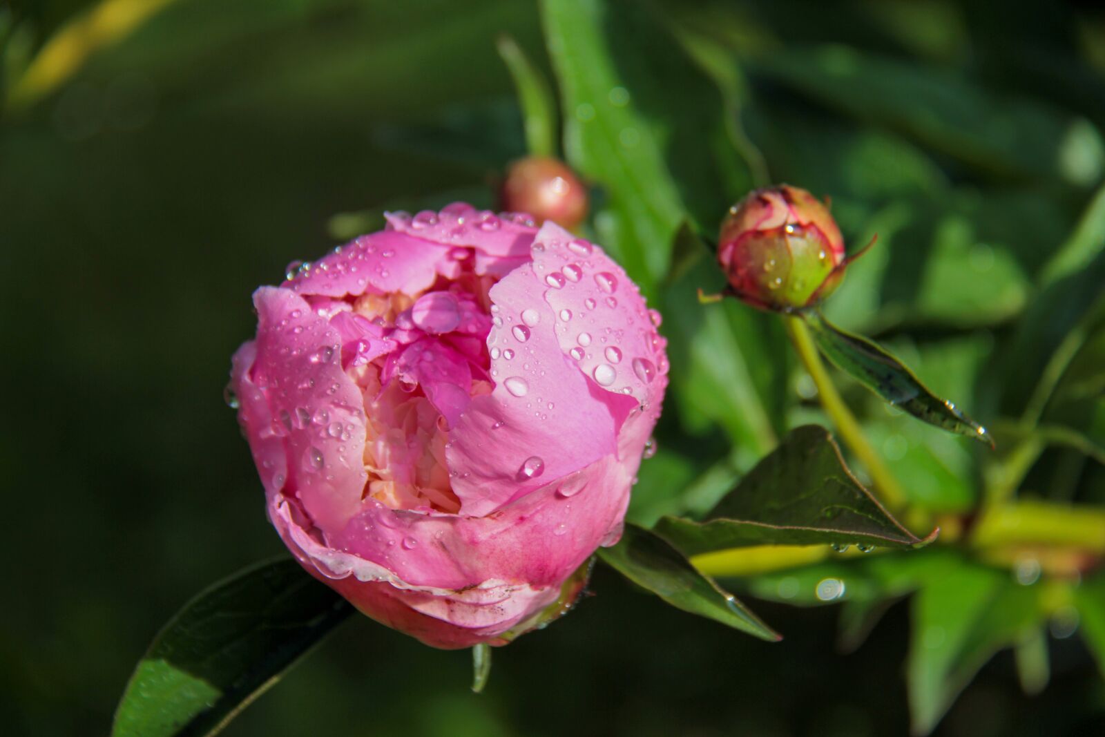 Canon EOS 7D sample photo. Peony, pink, rain photography