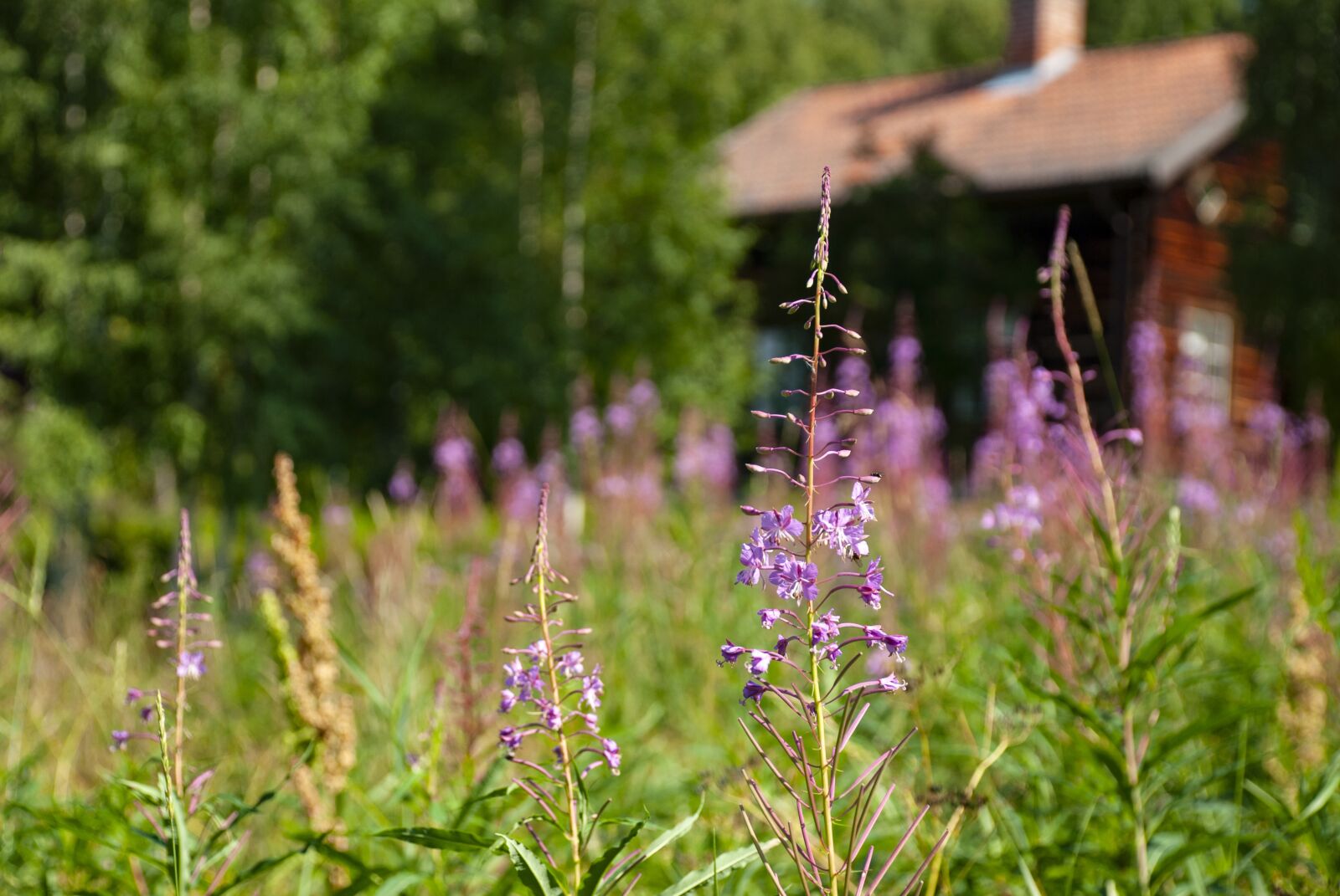 Nikon D80 sample photo. Rallarros, weeds, flower photography