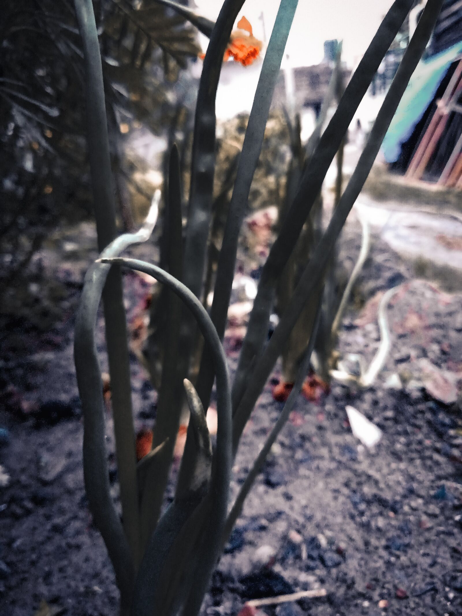 Realme C2 sample photo. Onion leaves, moody leaves photography