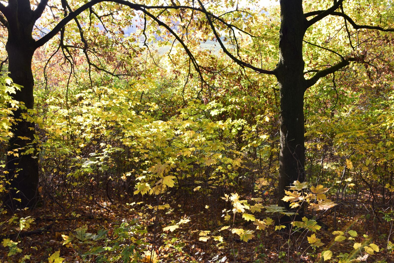 Nikon D3300 sample photo. Forest, glade, undergrowth photography