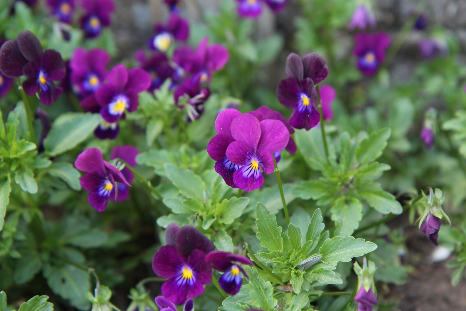 Canon EOS 600D (Rebel EOS T3i / EOS Kiss X5) sample photo. Thoughts, thoughts purple, purplish photography