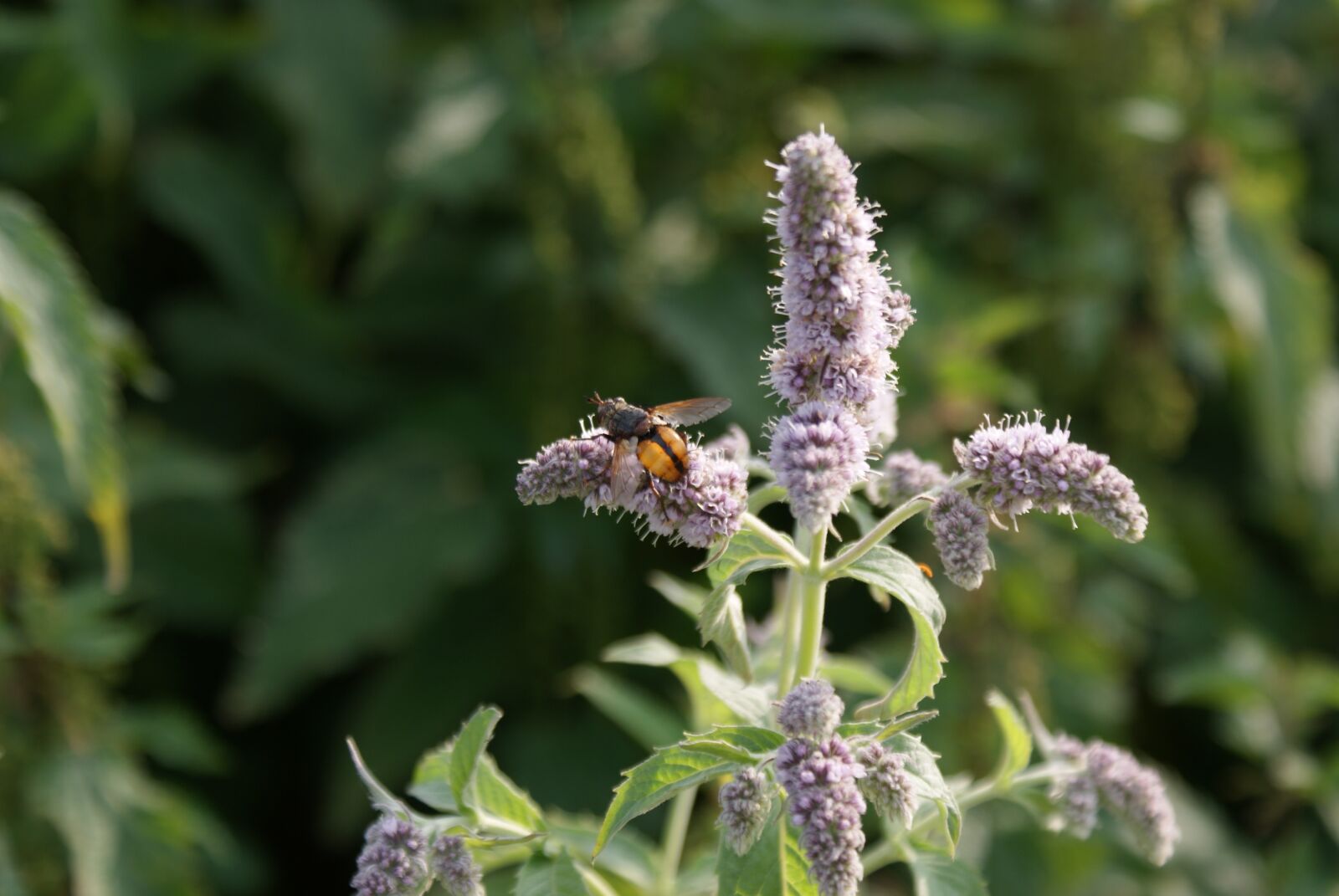 Sony Alpha DSLR-A300 sample photo. Nature, plant, flowers photography