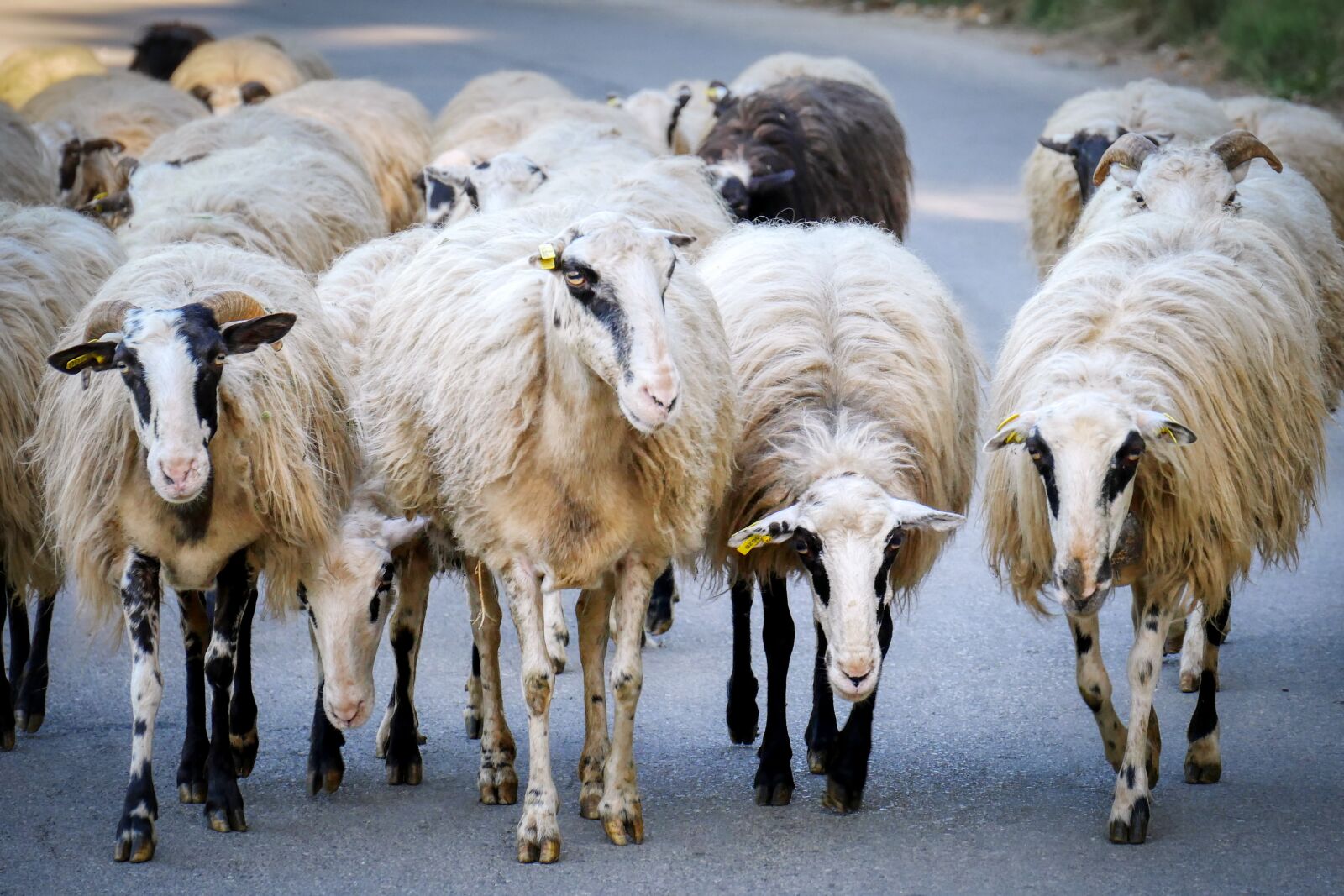 Panasonic Lumix DMC-GX8 sample photo. Sheep, flock of sheep photography