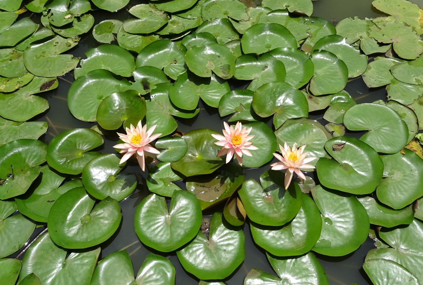 Sony DSC-HX60V sample photo. Flower, water lily, nymphaea photography