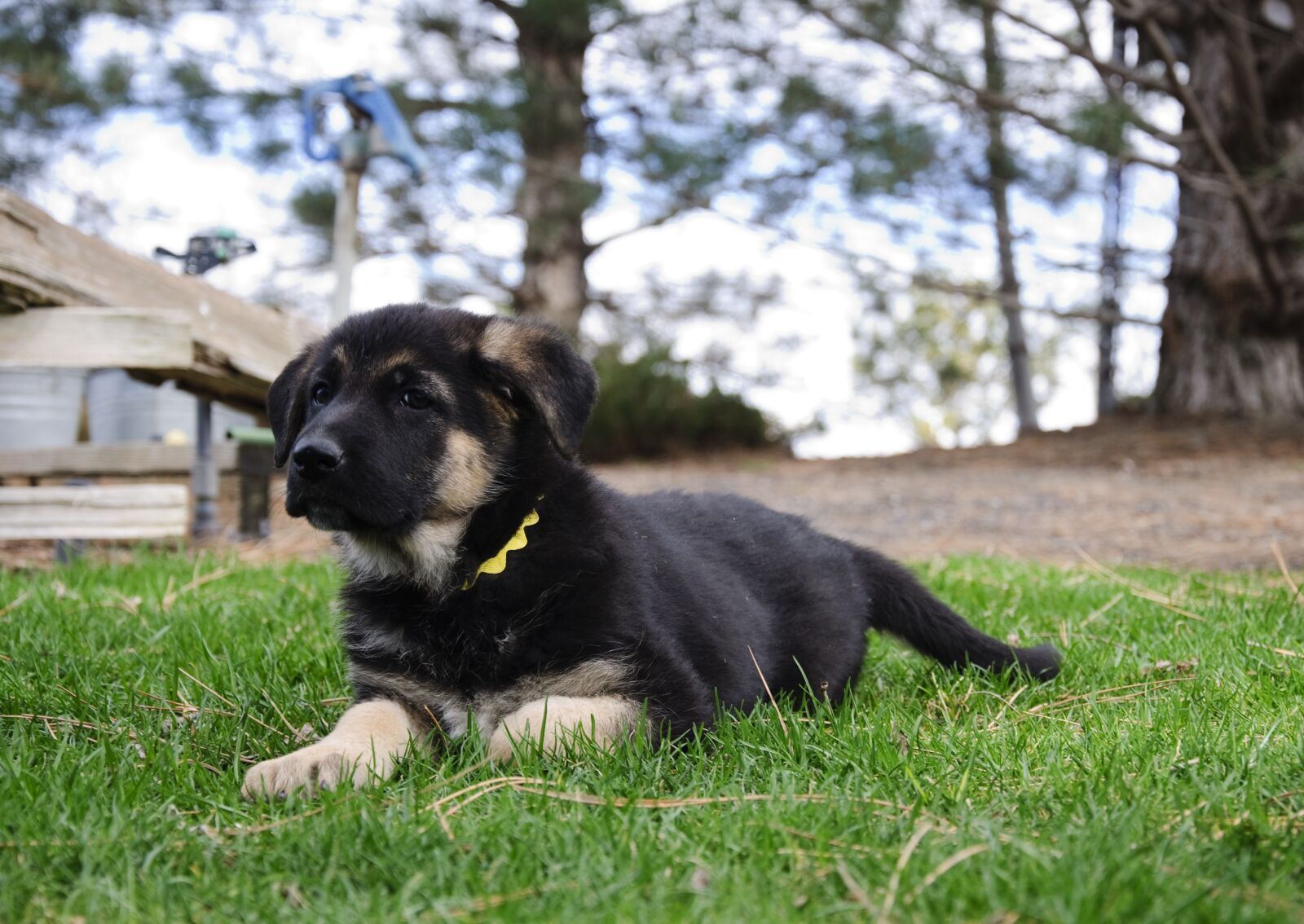 Nikon D90 sample photo. German shepherd, puppy, adorable photography
