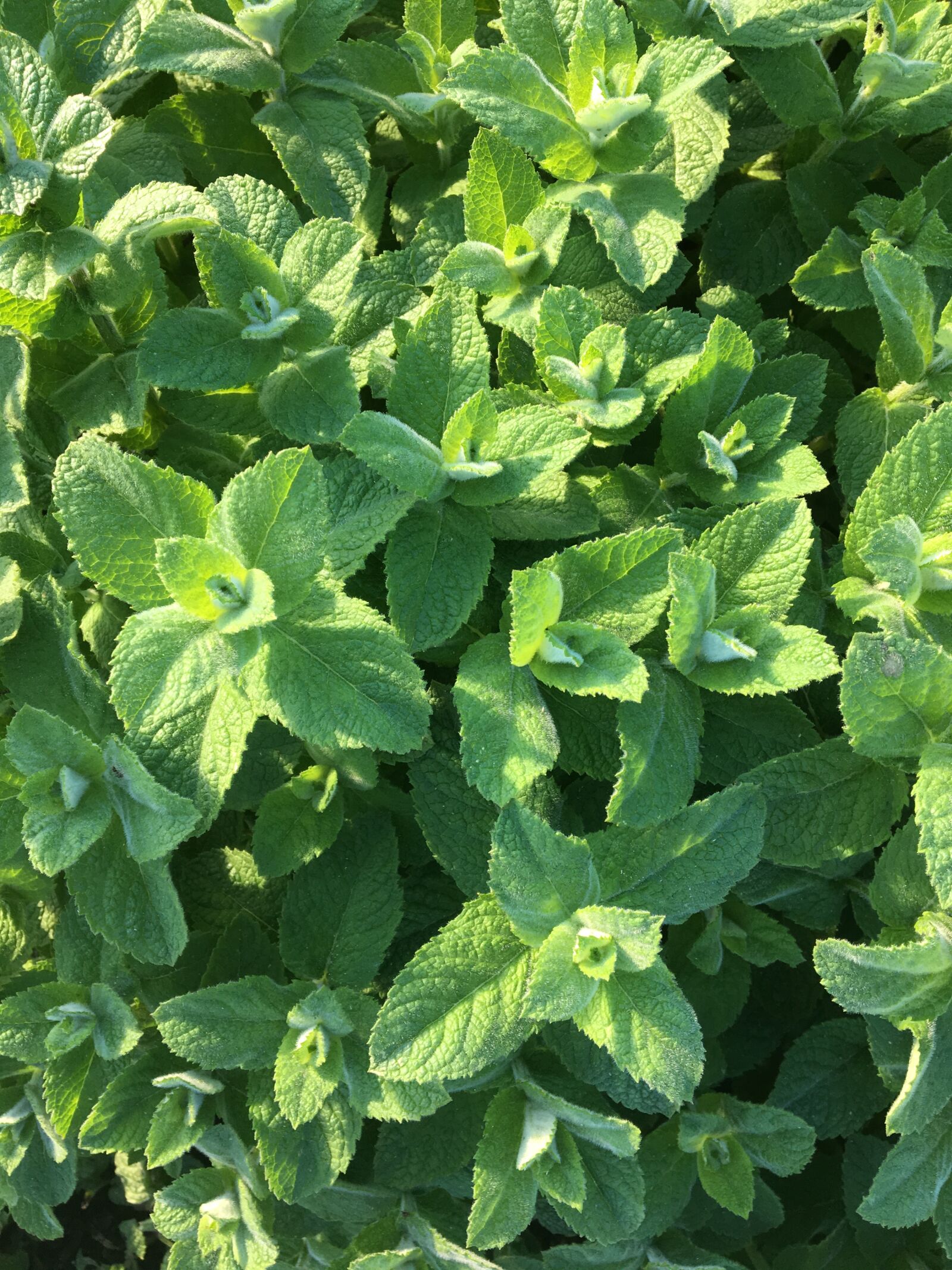 Apple iPhone 6s sample photo. Oregano, plant, herbs photography