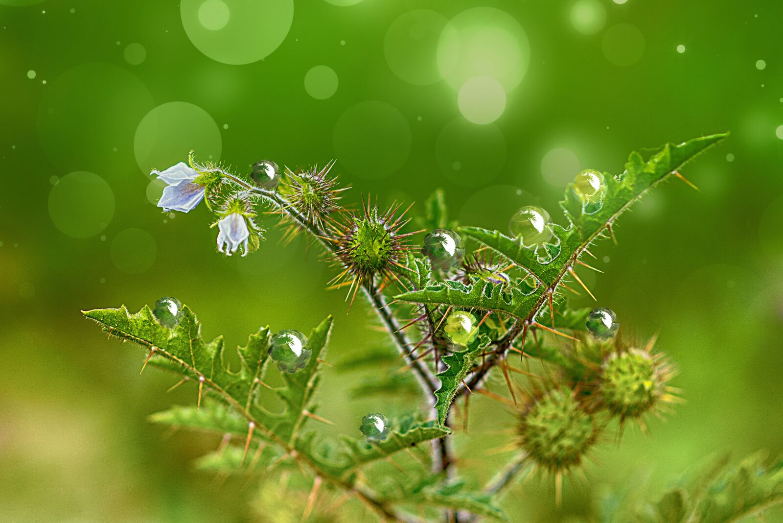 Nikon D600 sample photo. Plant, thorns, green photography