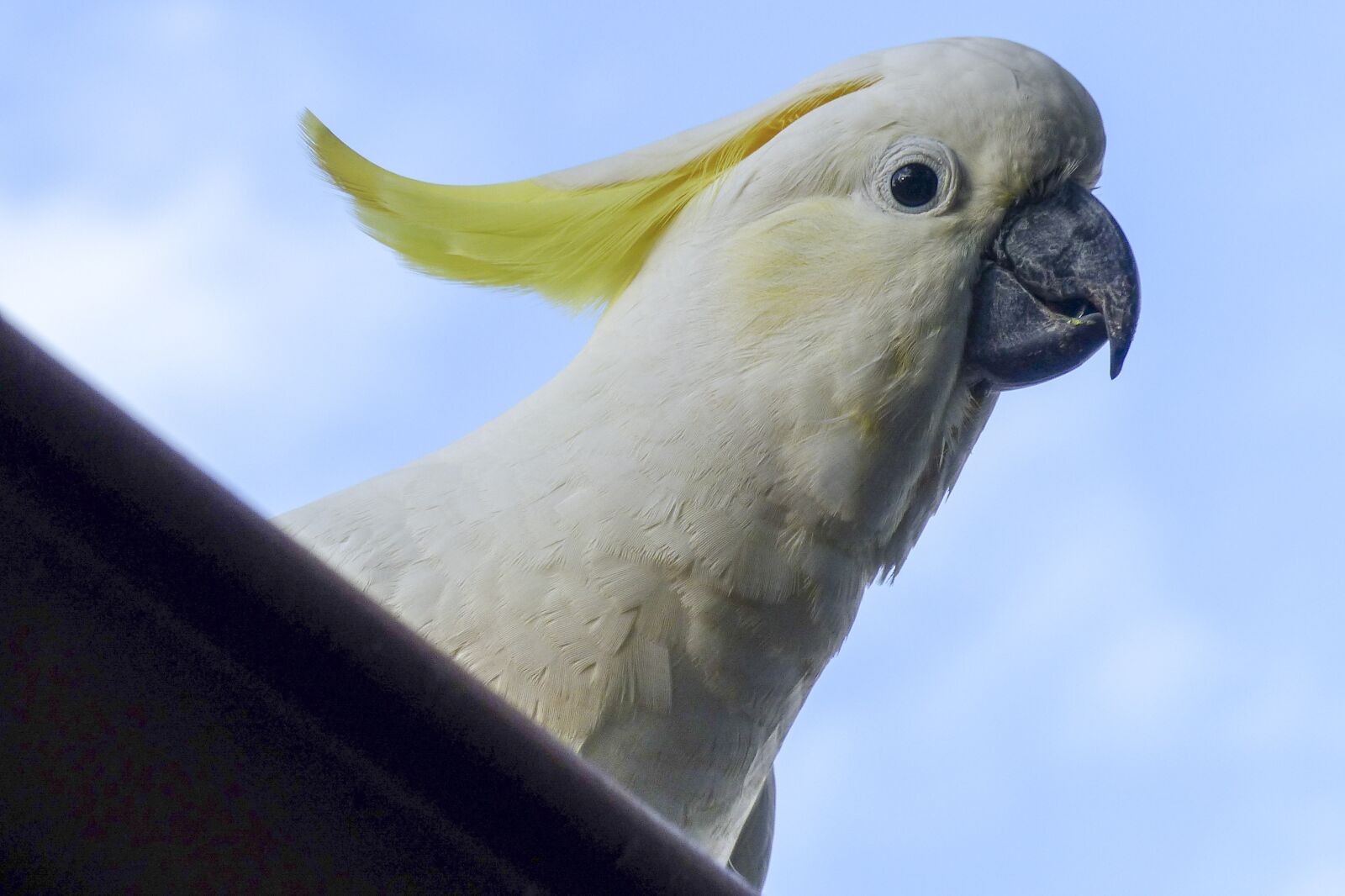 Panasonic Lumix DMC-FZ200 sample photo. Cockatoo, white, yellow photography