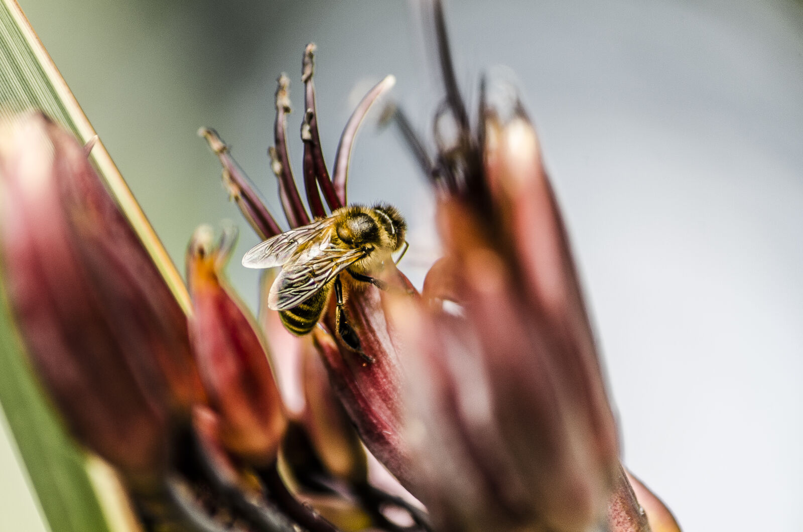 Nikon D5100 + Sigma 70-300mm F4-5.6 APO DG Macro sample photo. Animal, bee, biology, bloom photography