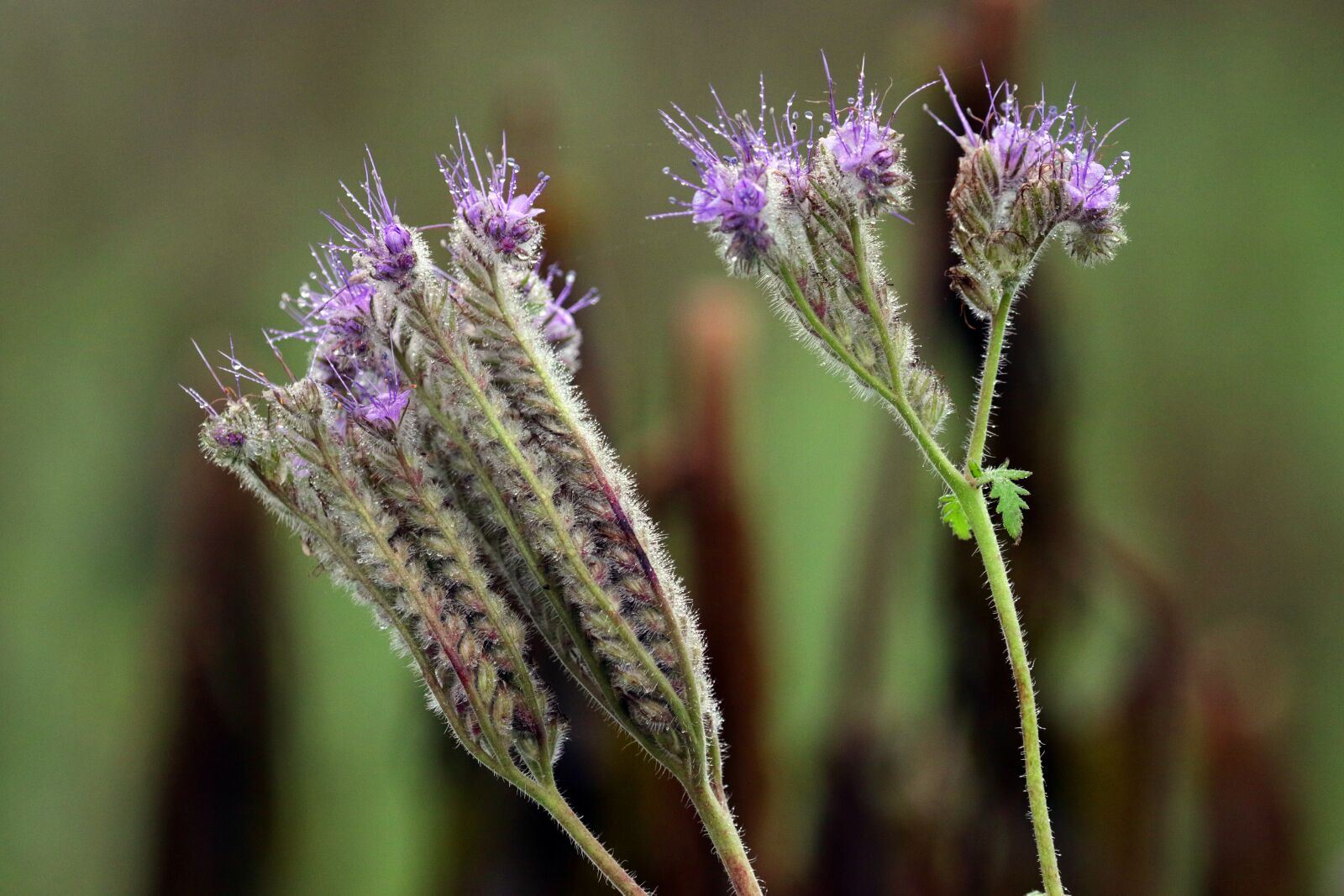 Canon EOS 7D Mark II sample photo. Agricultural plant, green, purple photography