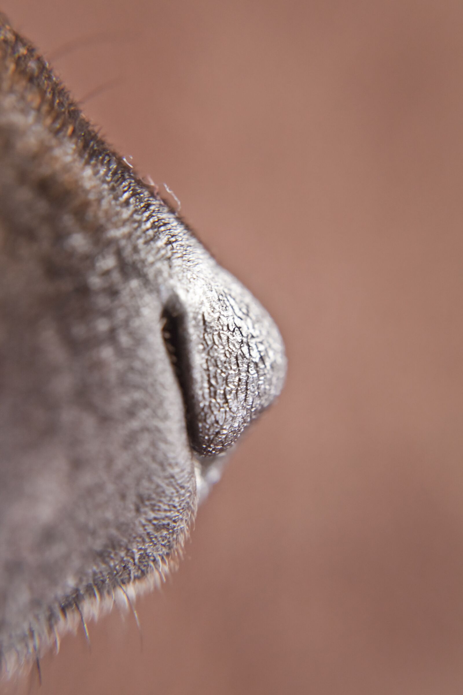 Canon EF 50mm F1.4 USM sample photo. Dog, nose, snout photography