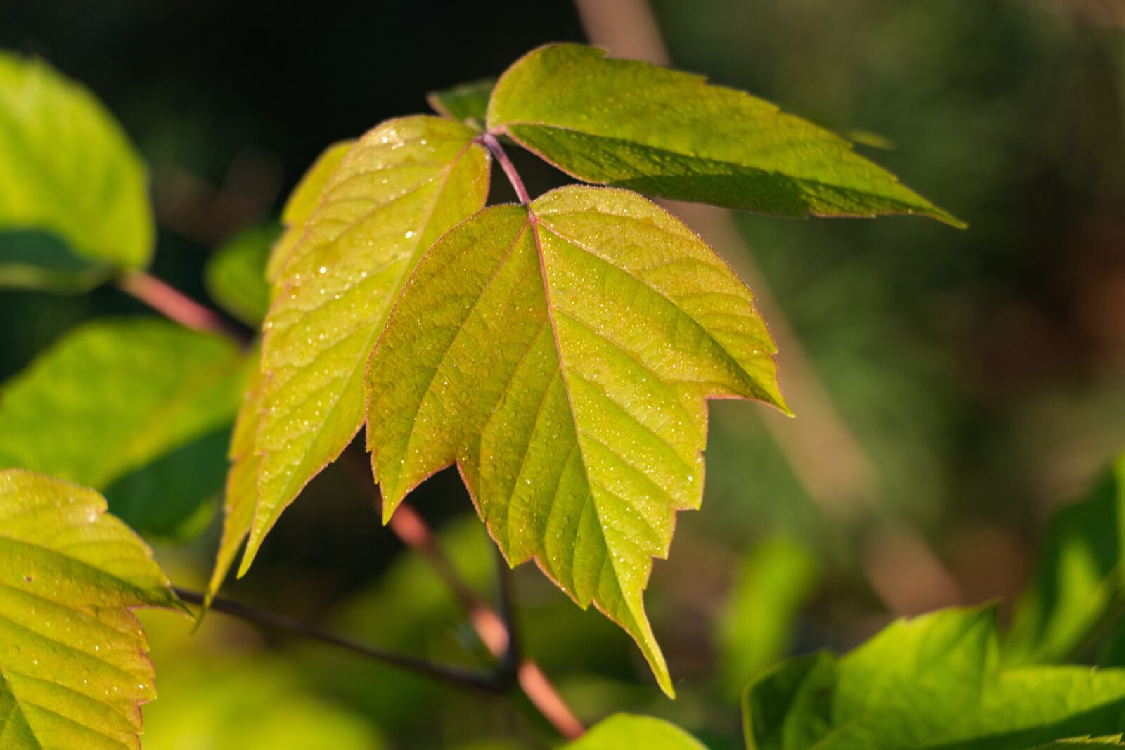 Canon EF-S 18-135mm F3.5-5.6 IS USM sample photo. Sheet, green, nature photography