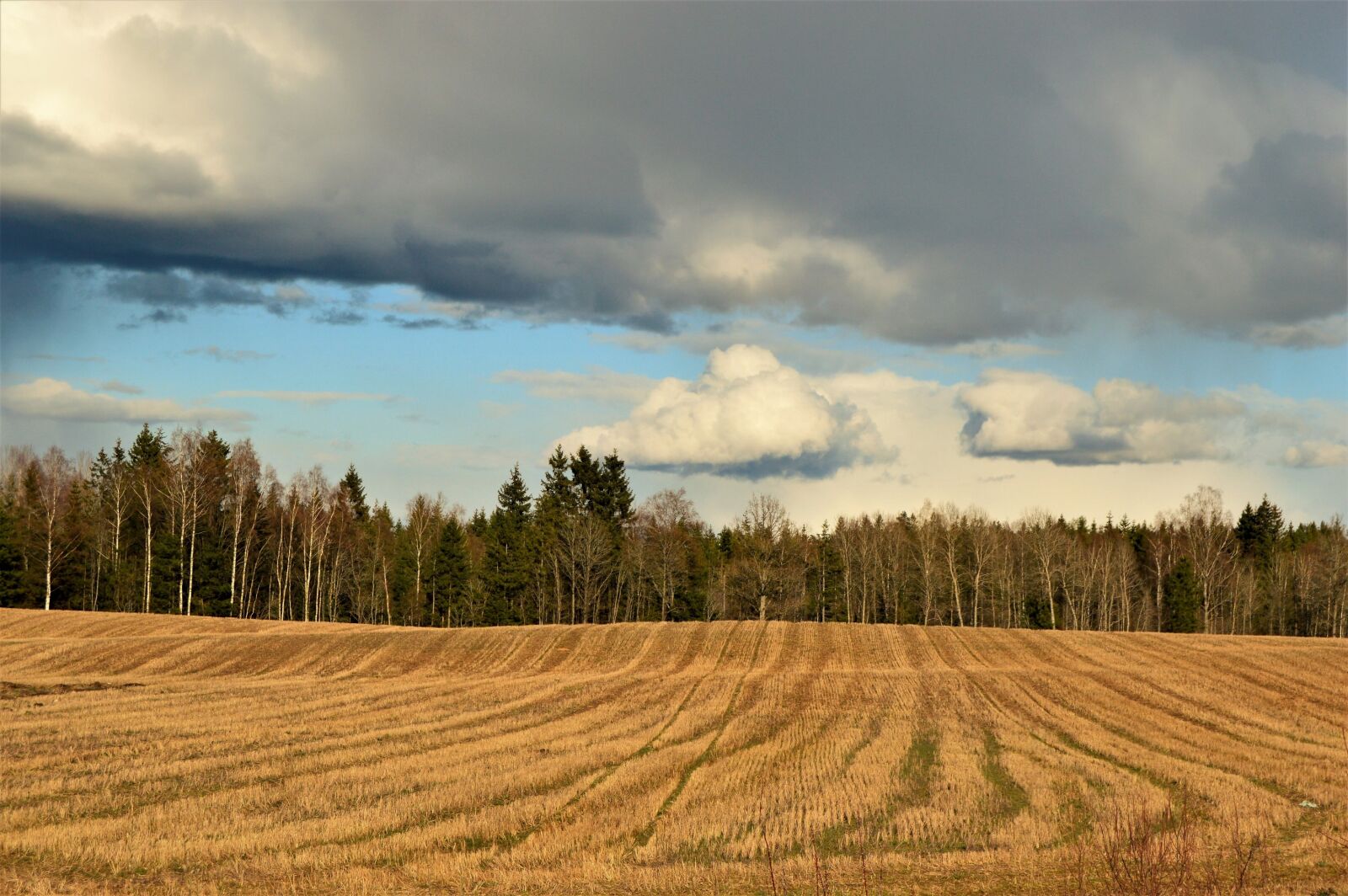 Nikon D3200 sample photo. Cloudy, field, forest, landscape photography