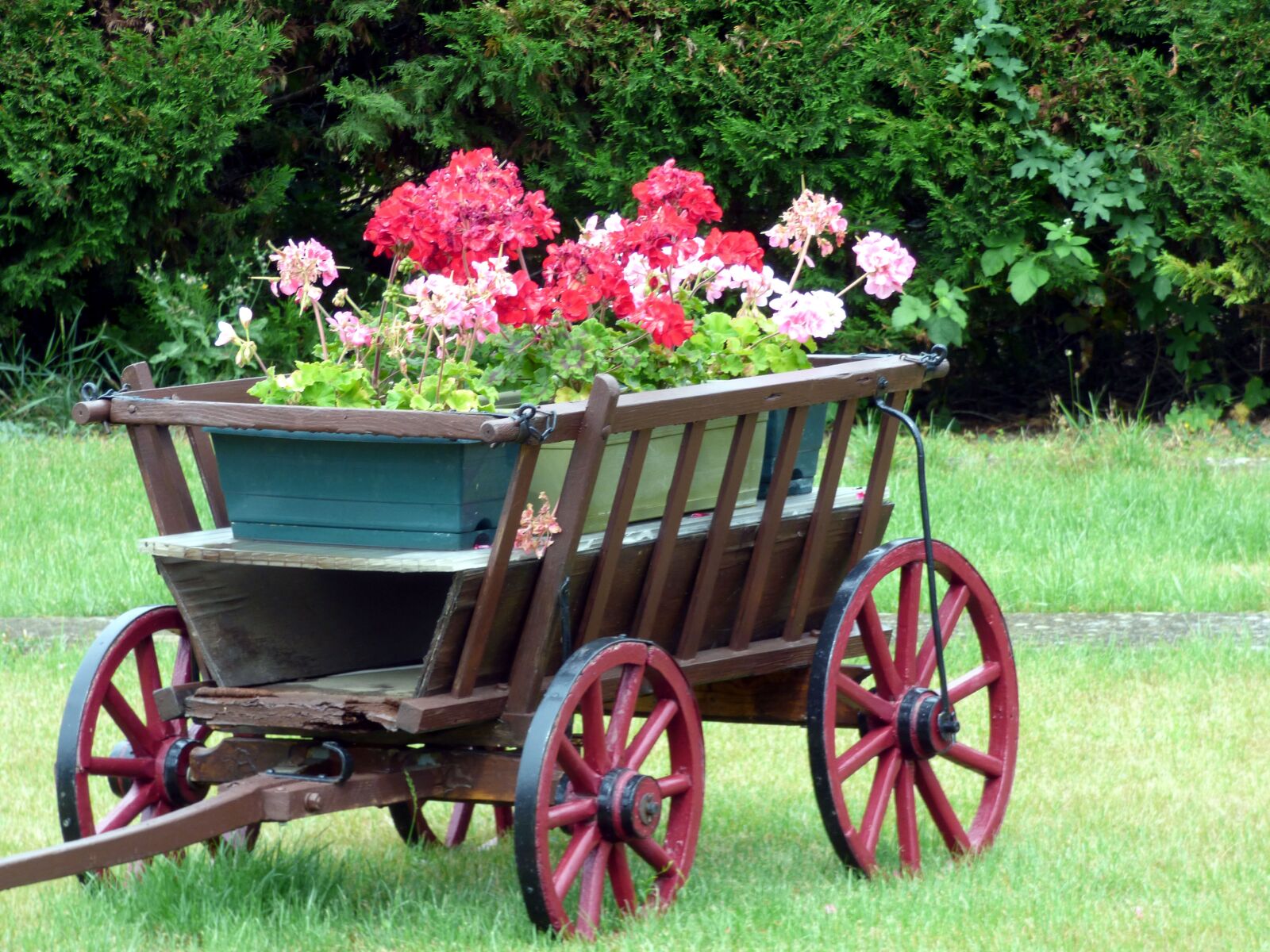 Panasonic DMC-FZ72 sample photo. Trolley, flowers, geranium photography
